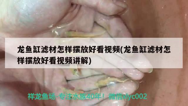 龍魚缸濾材怎樣擺放好看視頻(龍魚缸濾材怎樣擺放好看視頻講解)