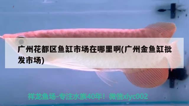 廣州花都區(qū)魚缸市場在哪里啊(廣州金魚缸批發(fā)市場) 麥肯斯銀版魚