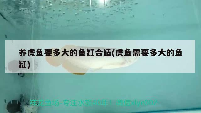 養(yǎng)虎魚要多大的魚缸合適(虎魚需要多大的魚缸) 虎魚百科