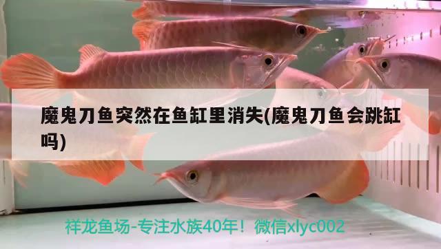 魔鬼刀魚(yú)突然在魚(yú)缸里消失(魔鬼刀魚(yú)會(huì)跳缸嗎) 噴點(diǎn)菠蘿魚(yú)