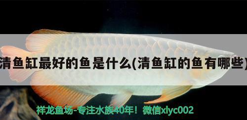 清魚缸最好的魚是什么(清魚缸的魚有哪些)