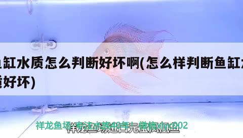 魚(yú)缸水質(zhì)怎么判斷好壞啊(怎么樣判斷魚(yú)缸水質(zhì)好壞) 申古銀版魚(yú) 第1張