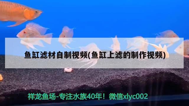 魚缸濾材自制視頻(魚缸上濾的制作視頻) 藍底過背金龍魚