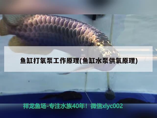 魚缸打氧泵工作原理(魚缸水泵供氧原理) 魚缸水泵