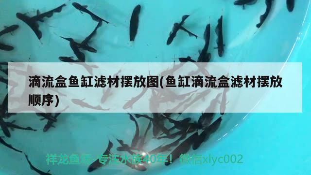 滴流盒魚缸濾材擺放圖(魚缸滴流盒濾材擺放順序) 噴點菠蘿魚