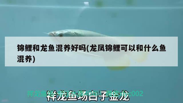 錦鯉和龍魚(yú)混養(yǎng)好嗎(龍鳳錦鯉可以和什么魚(yú)混養(yǎng)) 夢(mèng)幻雷龍魚(yú)