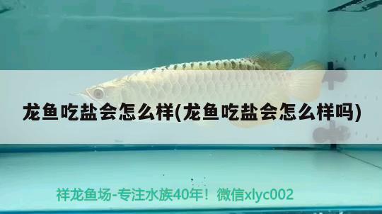 龍魚(yú)吃鹽會(huì)怎么樣(龍魚(yú)吃鹽會(huì)怎么樣嗎) 粗線(xiàn)銀版魚(yú)苗