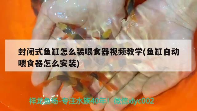 封閉式魚缸怎么裝喂食器視頻教學(魚缸自動喂食器怎么安裝)