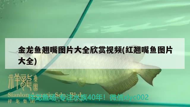 金龍魚翹嘴圖片大全欣賞視頻(紅翹嘴魚圖片大全) 飛鳳魚苗