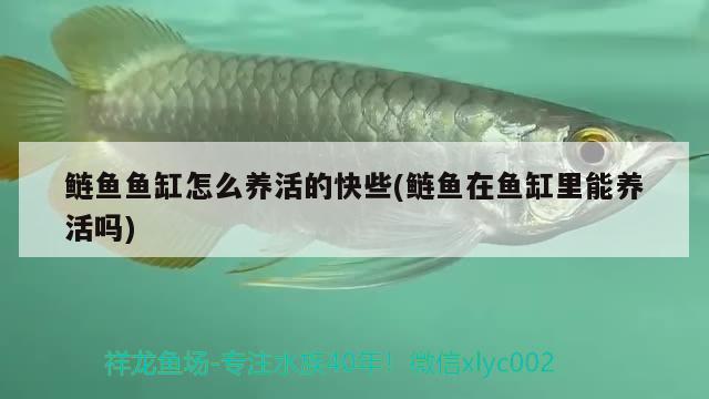 鰱魚魚缸怎么養(yǎng)活的快些(鰱魚在魚缸里能養(yǎng)活嗎) 水溫計