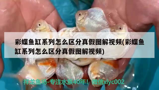 彩蝶魚缸系列怎么區(qū)分真假圖解視頻(彩蝶魚缸系列怎么區(qū)分真假圖解視頻) 非洲象鼻魚