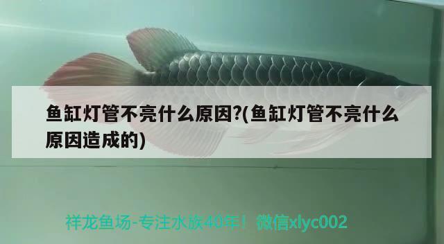 魚缸燈管不亮什么原因?(魚缸燈管不亮什么原因造成的) 泰龐海蓮魚