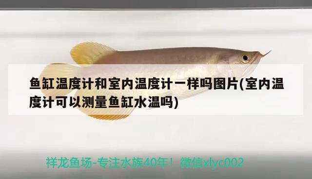 魚缸溫度計和室內(nèi)溫度計一樣嗎圖片(室內(nèi)溫度計可以測量魚缸水溫嗎) 肥料