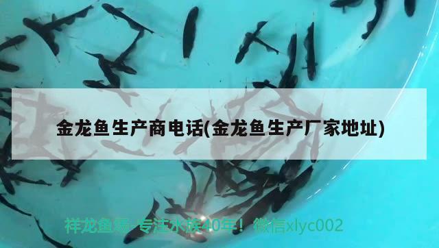 金龍魚生產(chǎn)商電話(金龍魚生產(chǎn)廠家地址) 細(xì)線銀板魚苗