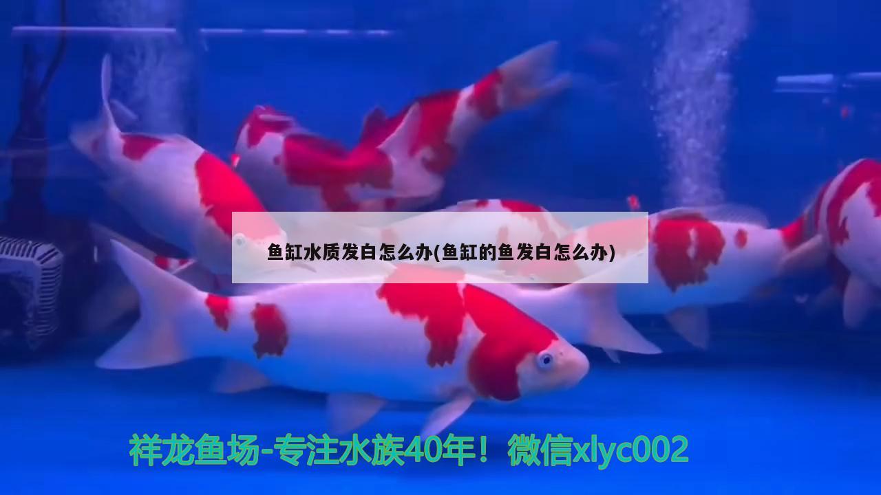 魚缸水質(zhì)發(fā)白怎么辦(魚缸的魚發(fā)白怎么辦)