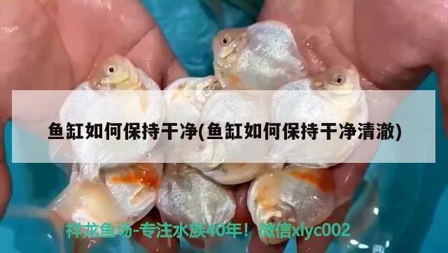 魚缸如何保持干凈(魚缸如何保持干凈清澈) 印尼三紋虎