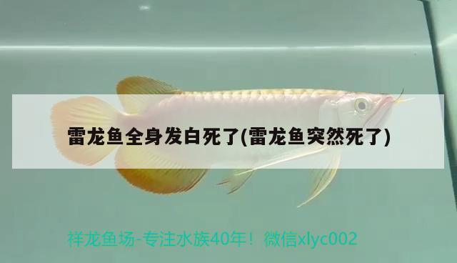 雷龍魚(yú)全身發(fā)白死了(雷龍魚(yú)突然死了)