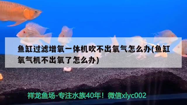 魚缸過濾增氧一體機吹不出氧氣怎么辦(魚缸氧氣機不出氧了怎么辦)