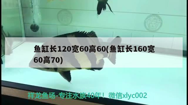 魚缸長120寬60高60(魚缸長160寬60高70) 水族雜談