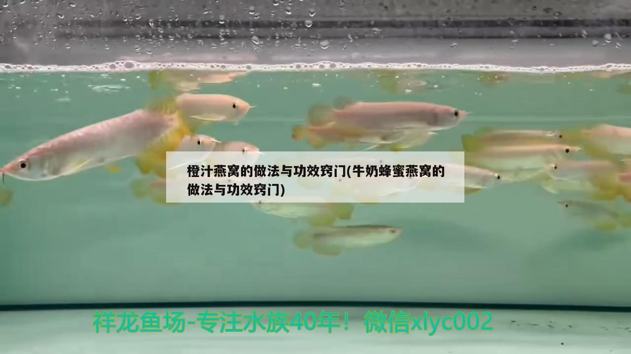 橙汁燕窩的做法與功效竅門(mén)(牛奶蜂蜜燕窩的做法與功效竅門(mén)) 馬來(lái)西亞燕窩