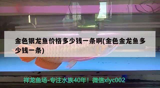 金色銀龍魚價格多少錢一條啊(金色金龍魚多少錢一條) 銀龍魚百科