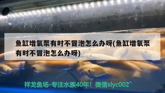 魚缸增氧泵有時不冒泡怎么辦呀(魚缸增氧泵有時不冒泡怎么辦呀) 水草