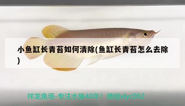 小魚缸長(zhǎng)青苔如何清除(魚缸長(zhǎng)青苔怎么去除) 非洲金鼓魚