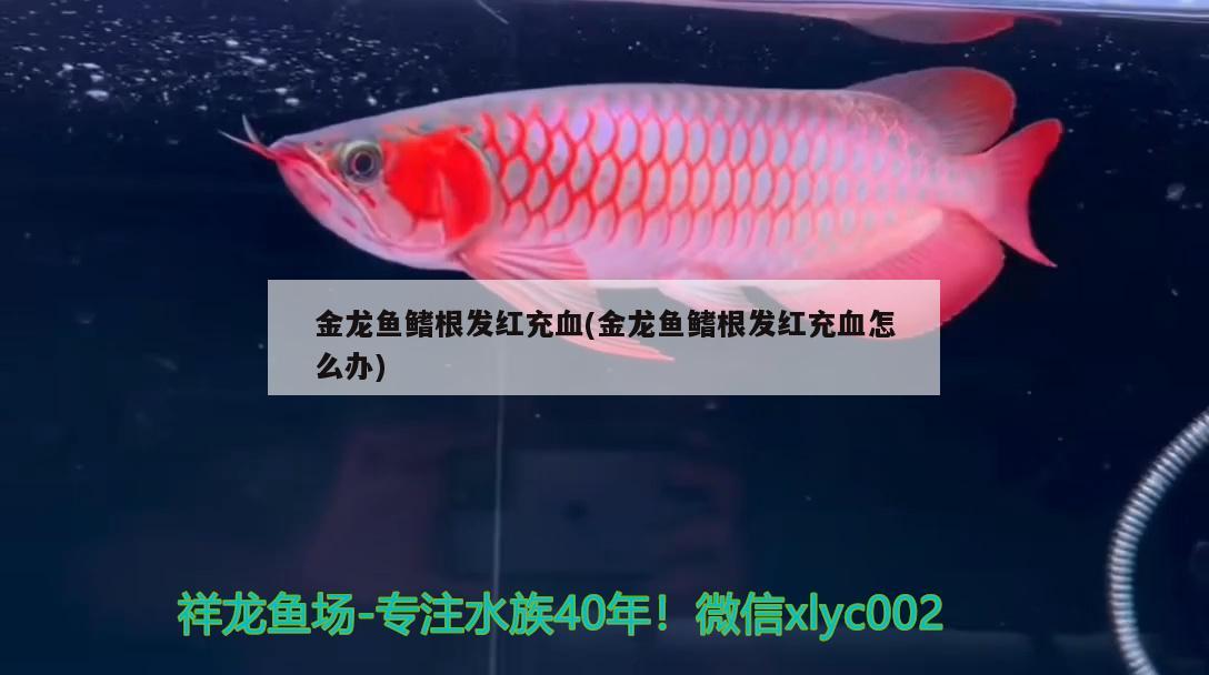 金龍魚鰭根發(fā)紅充血(金龍魚鰭根發(fā)紅充血怎么辦)