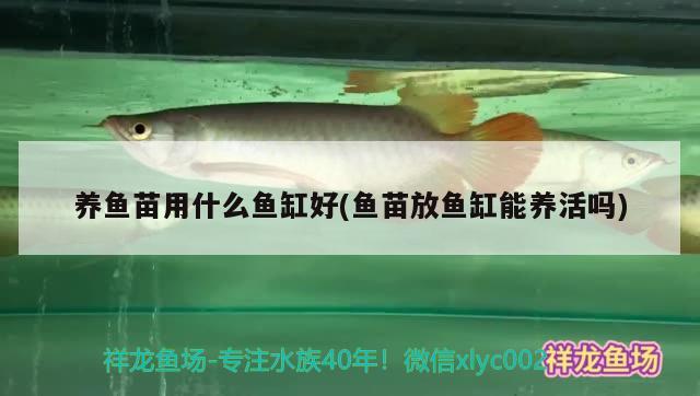 養(yǎng)魚苗用什么魚缸好(魚苗放魚缸能養(yǎng)活嗎) 稀有紅龍品種