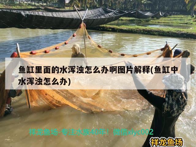 魚缸里面的水渾濁怎么辦啊圖片解釋(魚缸中水渾濁怎么辦) 祥龍金禾金龍魚