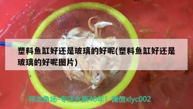 塑料魚缸好還是玻璃的好呢(塑料魚缸好還是玻璃的好呢圖片)