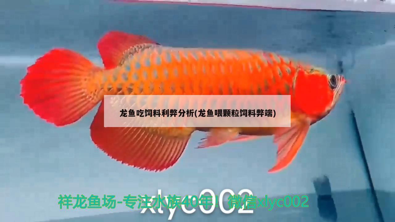 龍魚吃飼料利弊分析(龍魚喂顆粒飼料弊端)