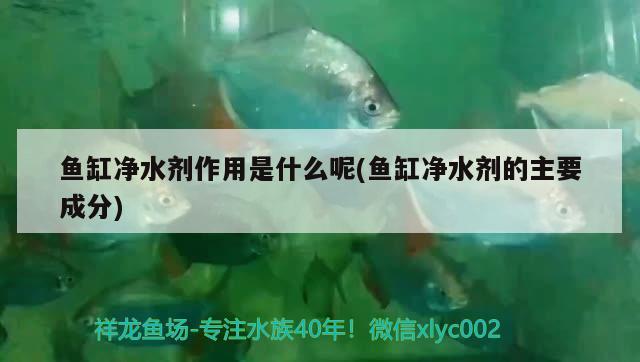 魚缸凈水劑作用是什么呢(魚缸凈水劑的主要成分) 潛水泵