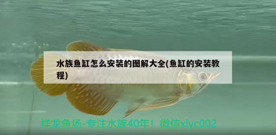 水族魚缸怎么安裝的圖解大全(魚缸的安裝教程) 藍底過背金龍魚