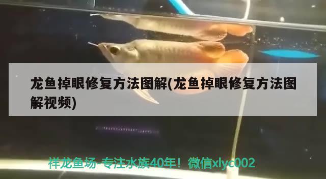 龍魚掉眼修復(fù)方法圖解(龍魚掉眼修復(fù)方法圖解視頻) 泰國雪鯽魚