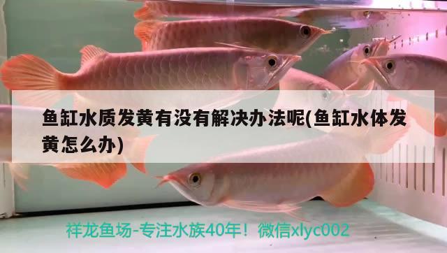 魚缸水質發(fā)黃有沒有解決辦法呢(魚缸水體發(fā)黃怎么辦)