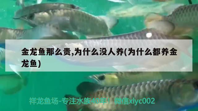 金龍魚那么貴,為什么沒人養(yǎng)(為什么都養(yǎng)金龍魚) 蘇虎