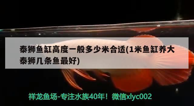 泰獅魚缸高度一般多少米合適(1米魚缸養(yǎng)大泰獅幾條魚最好)