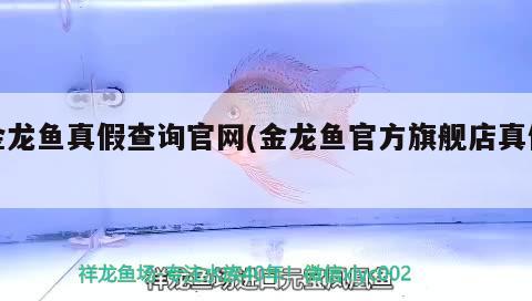 金龍魚真假查詢官網(wǎng)(金龍魚官方旗艦店真假) 黃金達(dá)摩魚