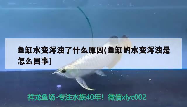 魚缸水變渾濁了什么原因(魚缸的水變渾濁是怎么回事) 魚缸清潔用具