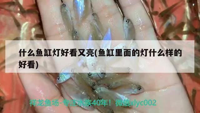 什么魚缸燈好看又亮(魚缸里面的燈什么樣的好看) 委內(nèi)瑞拉奧里諾三間魚苗