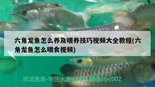 六角龍魚怎么養(yǎng)及喂養(yǎng)技巧視頻大全教程(六角龍魚怎么喂食視頻) 祥龍龍魚專用水族燈