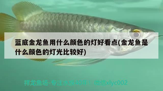 藍底金龍魚用什么顏色的燈好看點(金龍魚是什么顏色的燈光比較好) 紅龍福龍魚