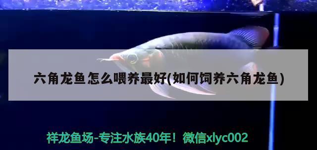 六角龍魚(yú)怎么喂養(yǎng)最好(如何飼養(yǎng)六角龍魚(yú)) 紅老虎魚(yú)