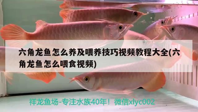 六角龍魚怎么養(yǎng)及喂養(yǎng)技巧視頻教程大全(六角龍魚怎么喂食視頻) 申古銀版魚