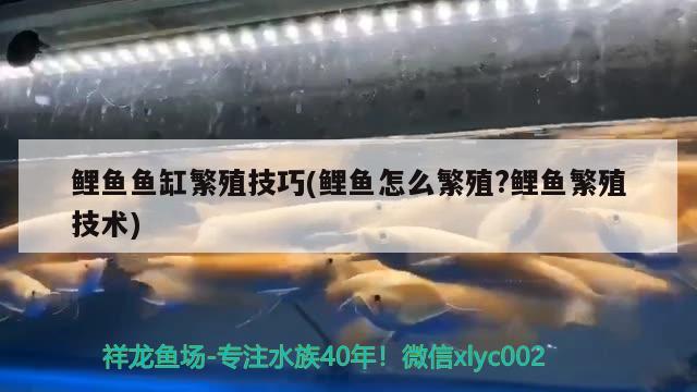 鯉魚魚缸繁殖技巧(鯉魚怎么繁殖?鯉魚繁殖技術(shù)) 名貴錦鯉魚