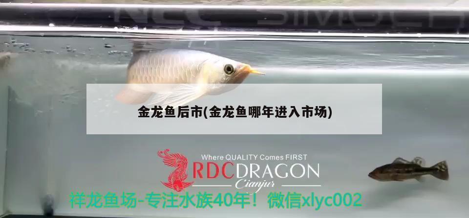 金龍魚后市(金龍魚哪年進(jìn)入市場(chǎng)) 一眉道人魚苗 第2張