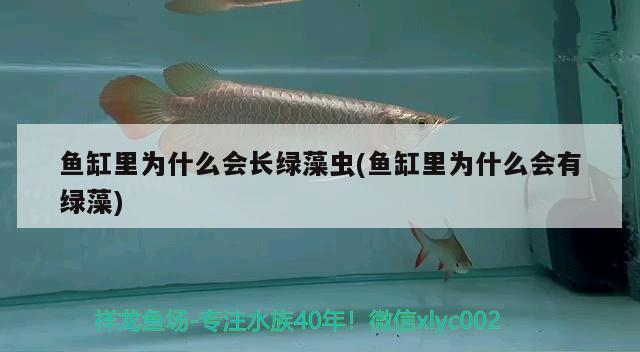 魚(yú)缸里為什么會(huì)長(zhǎng)綠藻蟲(chóng)(魚(yú)缸里為什么會(huì)有綠藻)