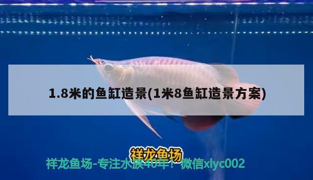 1.8米的魚缸造景(1米8魚缸造景方案) 稀有紅龍品種