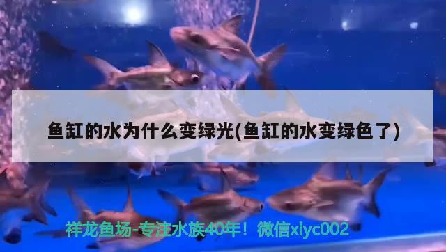 魚(yú)缸的水為什么變綠光(魚(yú)缸的水變綠色了)